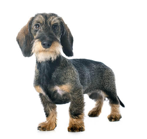 cão Dachshund de pelo cerdoso