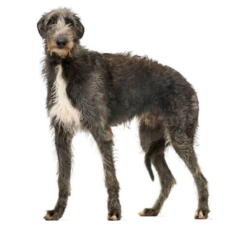 Deerhound/Lébrel Escocês