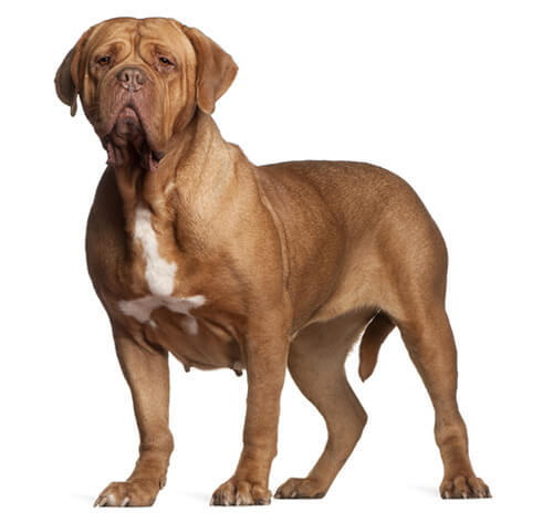 Dogue de Bordéus