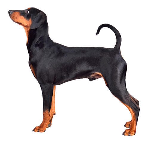 Pinscher (Alemão)