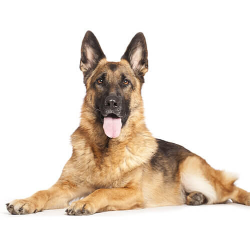 German Shepherd Dog