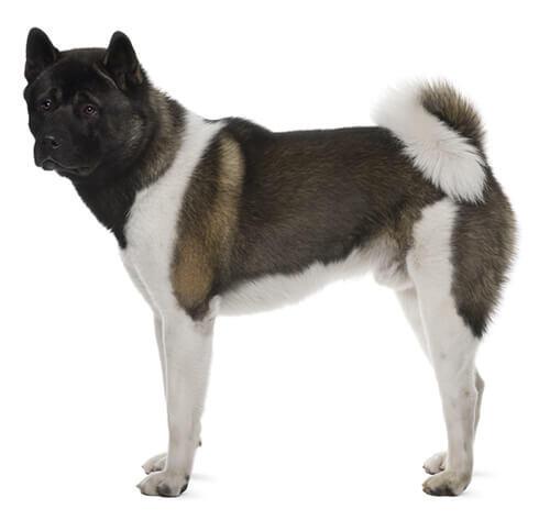 cão Akita Inu