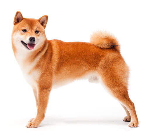 Shiba Inu Japonês