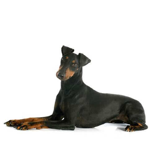 Manchester Terrier