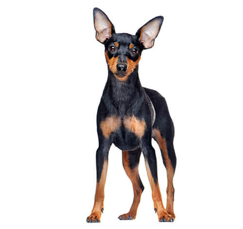 Miniature Pinscher 