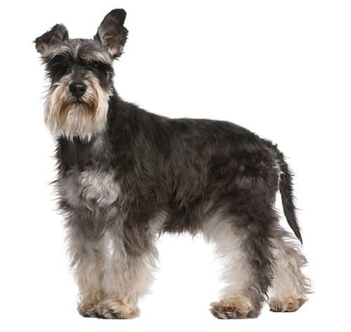 Schnauzer Miniatura