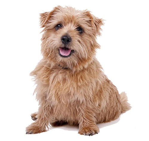 Norfolk Terrier