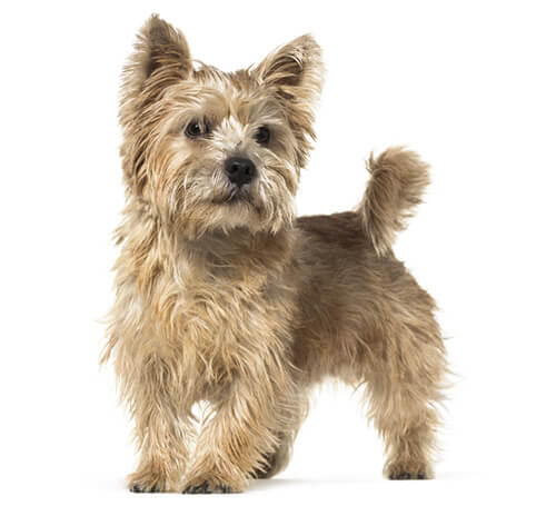 Norwich Terrier