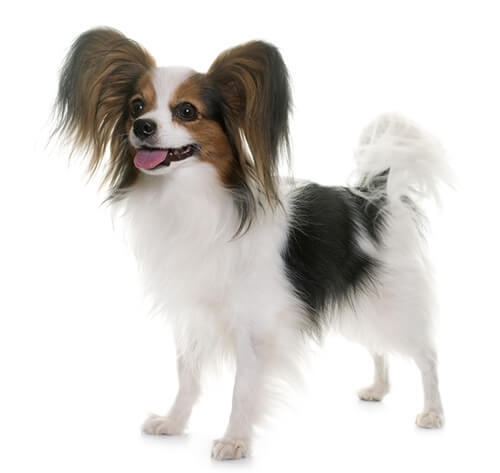 Cão Papillon