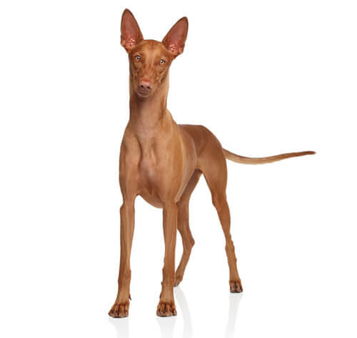 Pharaoh Hound