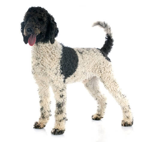 Cão de Água Português