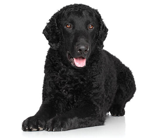 Retriever de pelo Encaracolado