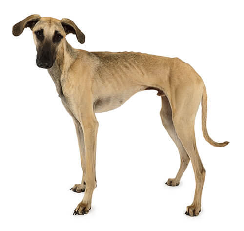 Sloughi (Galgo Marroquino)