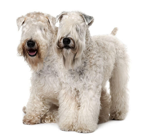 Wheaten Terrier de pelo Macio