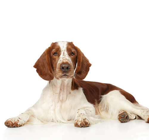 Welsh Springer Spaniel/ Springer Spaniel de Gales