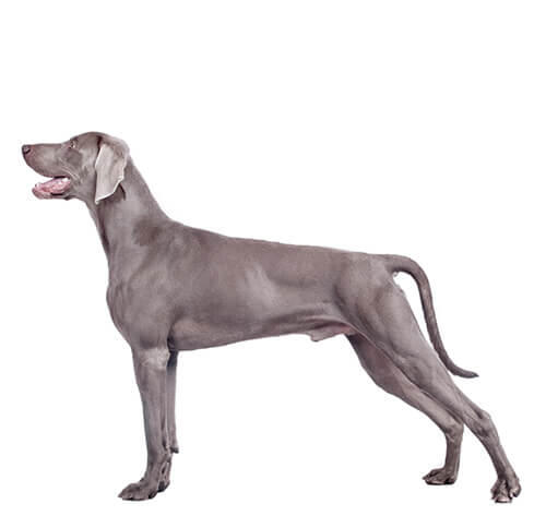 Weimaraner (pelo Curto/Sedoso)