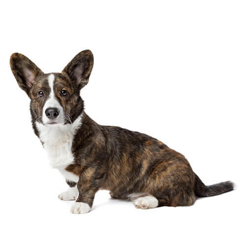 Welsh Corgi (Cardigan) (pelo médio/comprido)