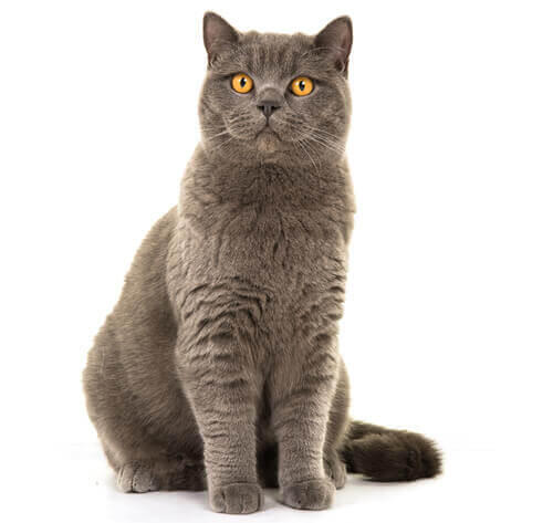 gato British Shorthair