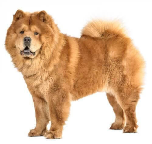 Chow Chow 