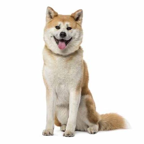 Akita japonês