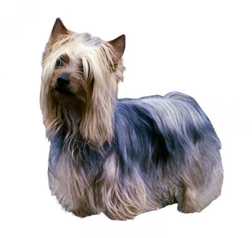 Raças de cães - Cão Silky Terrier Australiano