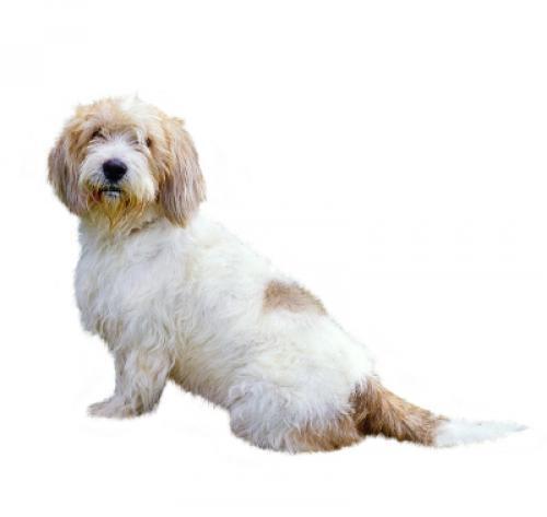 Raças de cães - Cão Basset Griffon Vendeen Pequeno