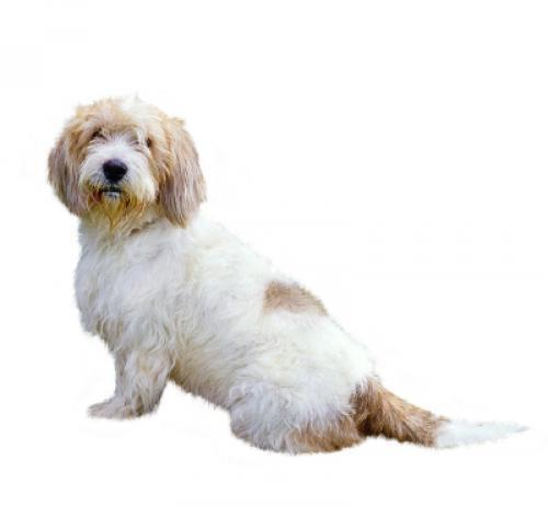 Pequeno Basset Griffon da Vendeia