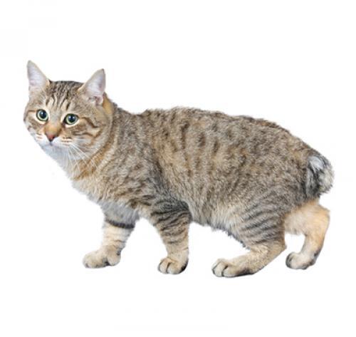 gato Bobtail Japonês de pelo Longo