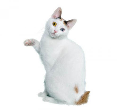gato Bobtail Japonês de pelo Curto