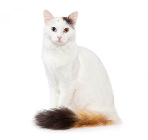 Turkish Van/Van Turco