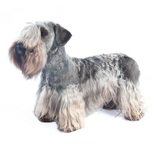 Terrier Checo ou Cesky Terrier