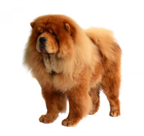 cão Chow Chow