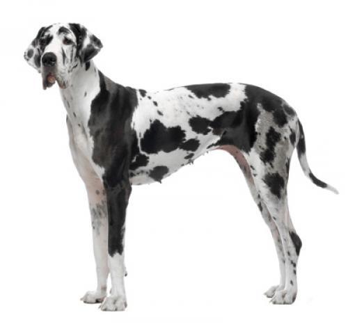 Dogue Alemão