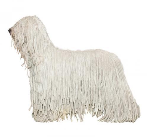 Komondor/Pastor da Hungria