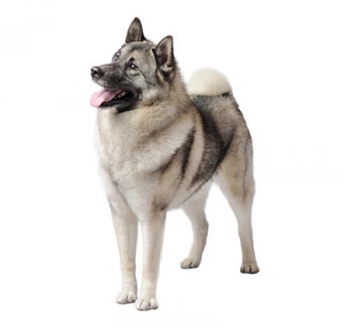 Elkhound Norueguês