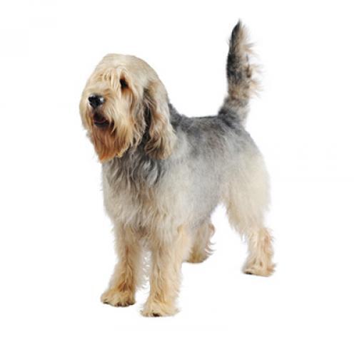 Otterhound/Cão de Lontra