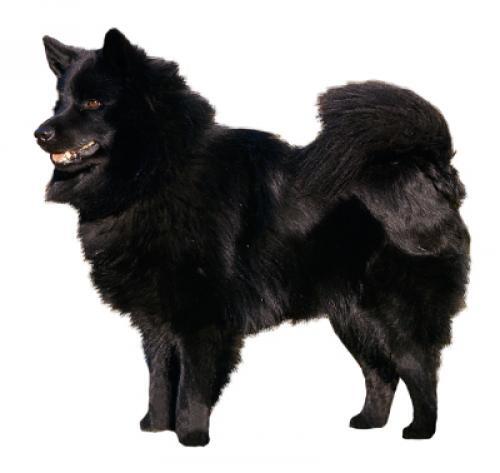 Lapphund Sueco