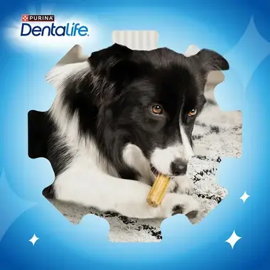 PURINA DENTALIFE Snack para Cão Adulto Mini