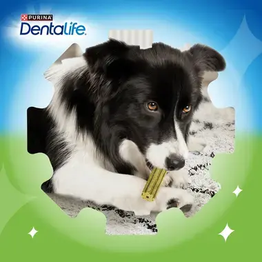 PURINA DENTALIFE ActivFresh para cães de porte pequeno