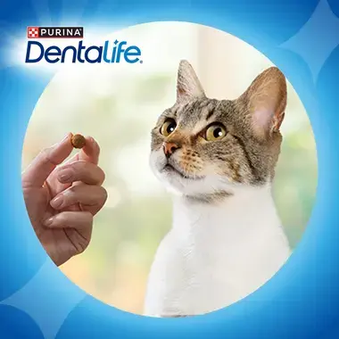 PURINA DENTALIFE Snack Dentário com Frango para gato