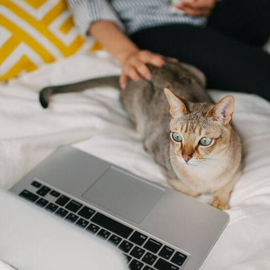 Mulher está assistindo filme em seu laptop com seu animal de estimação - gato asiático