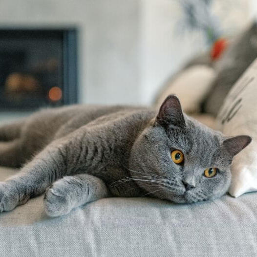 O gato British Shorthair está tirando uma soneca no sofá