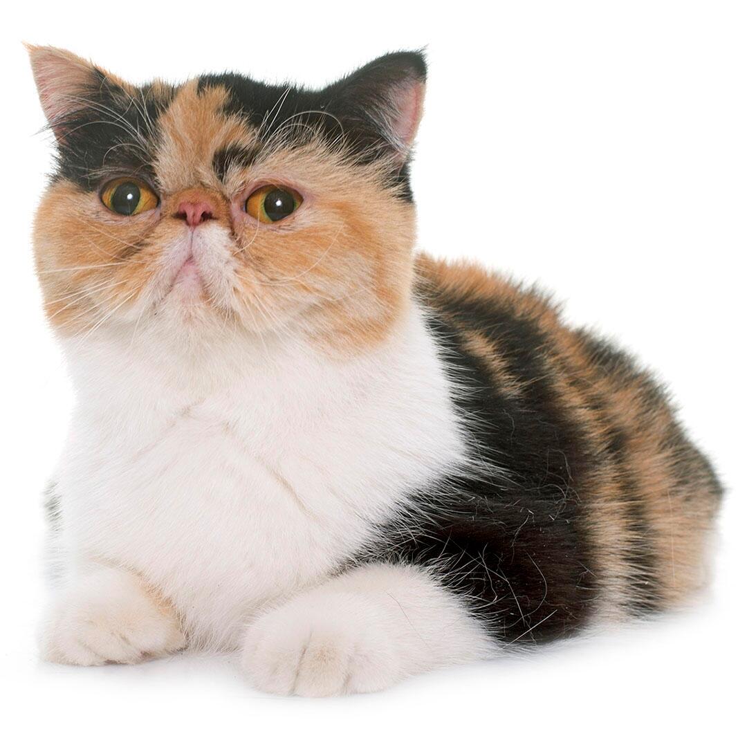 Raça de gato exótico de pêlo curto