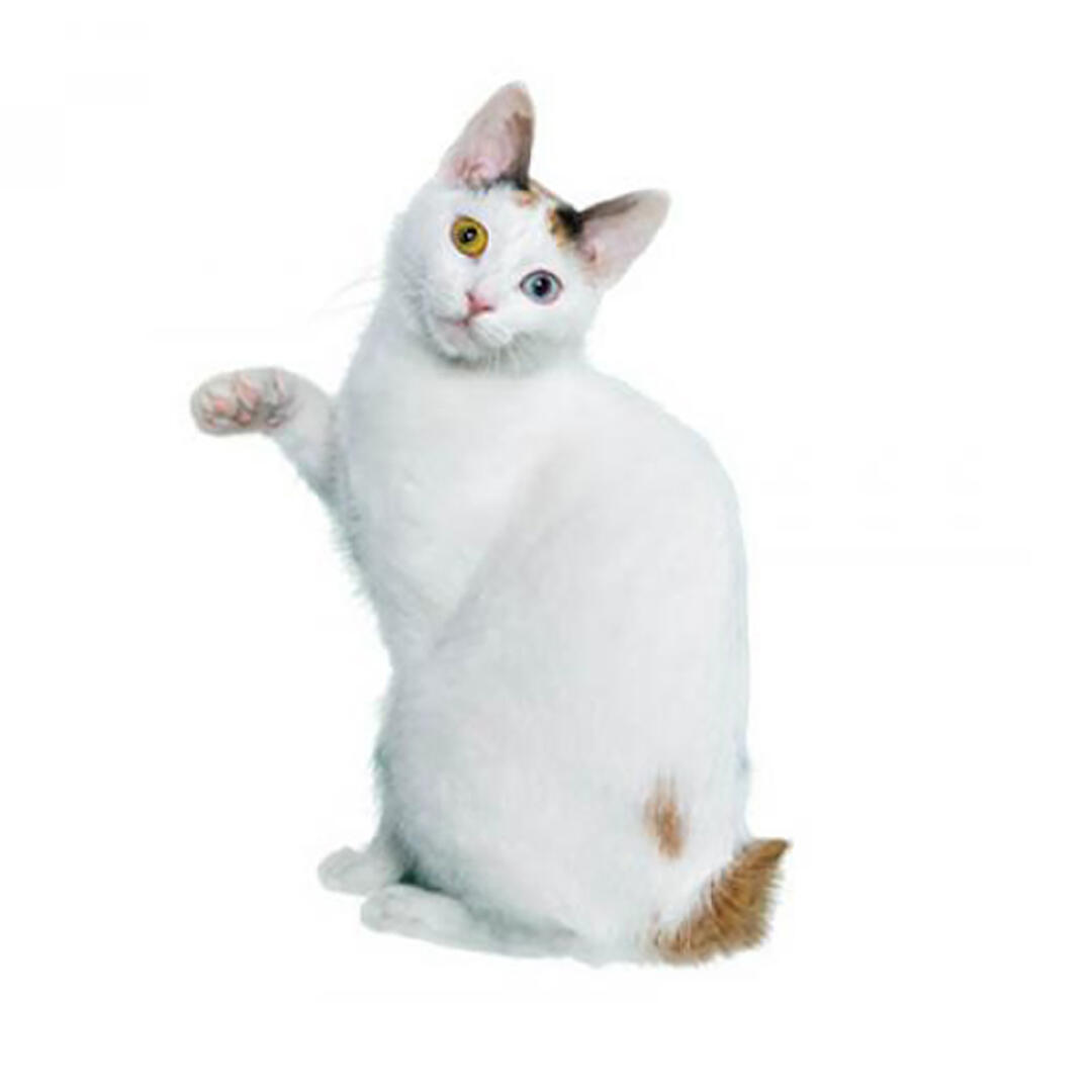 Raça de gato Bobtail japonês (cabelo curto)