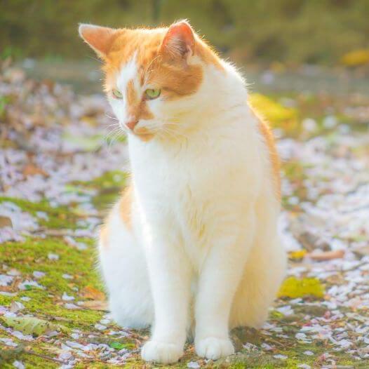 O gato japonês Bobtail Long Hair está andando no parque