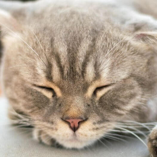 Raça de gato Bobtail japonês (cabelo comprido)