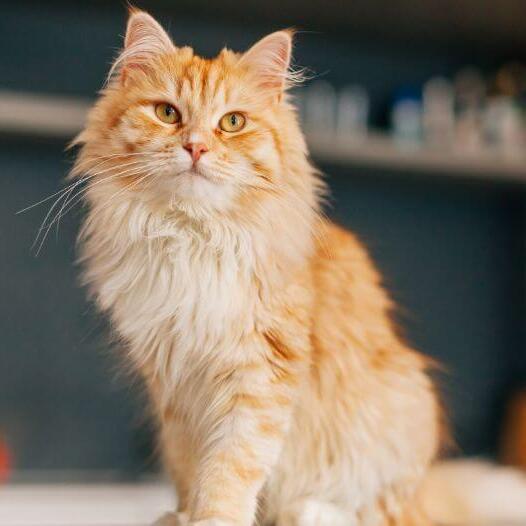 O gato persa de pelo longo está parado na cozinha