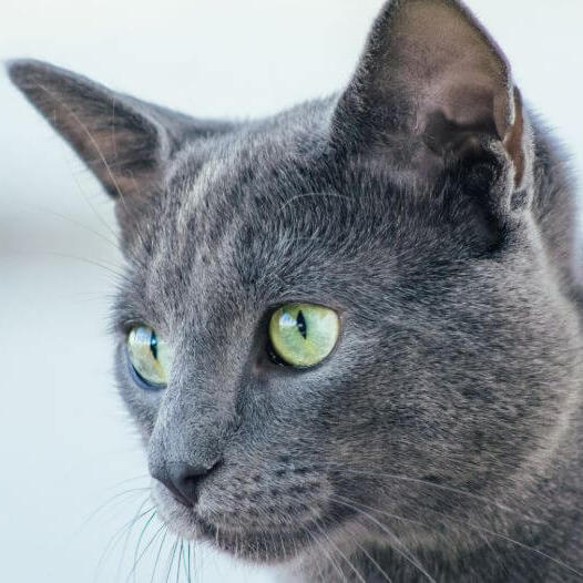 O gato azul russo está olhando para alguém