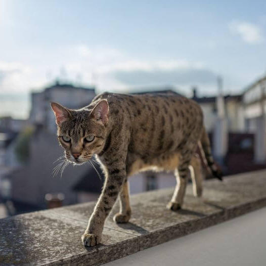 O gato Savannah está andando na varanda