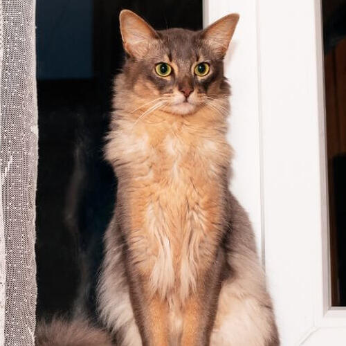 Gato somali está parado perto da janela